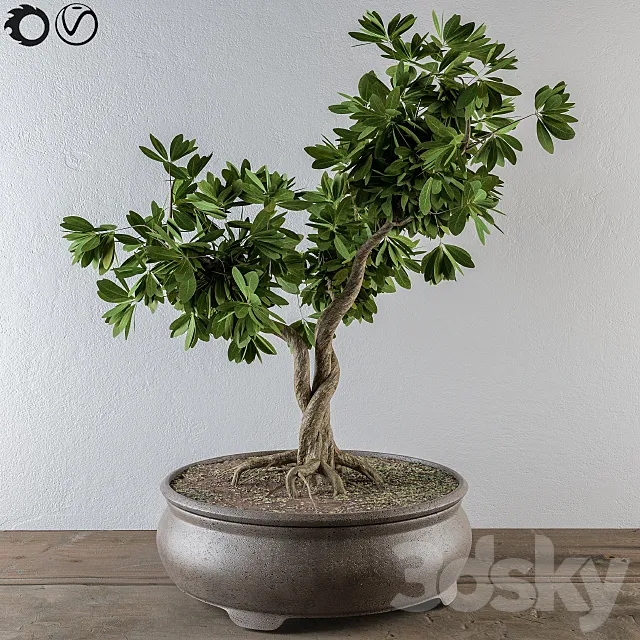 Bonsai broadleaf tree 3DModel Bonsai broadleaf tree 3DModel