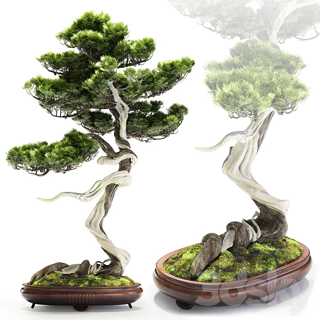 Bonsai Bunjin Shimpaku 3DModel