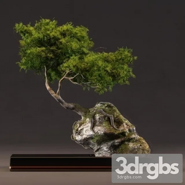 Bonsai Grows Rocks 3D Model Download