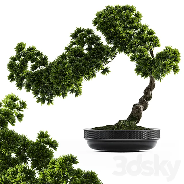 Bonsai plant 3D Model Bonsai plant 3D Model