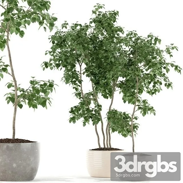 Bonsai Plant 3D Model Download
