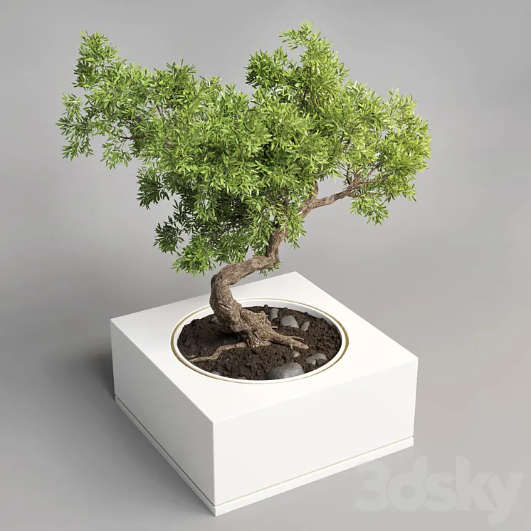 bonsai pot concrete vase 3D Model Free Download