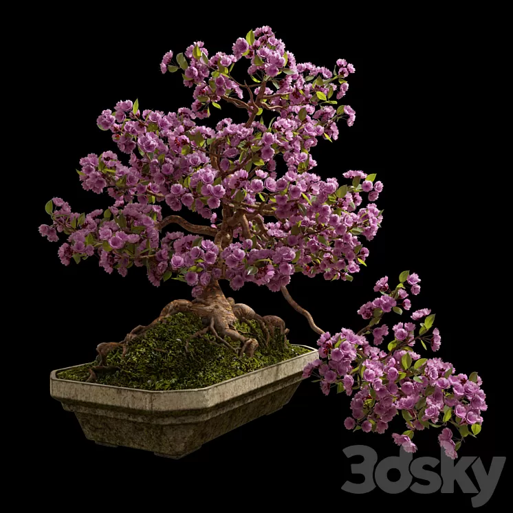 Bonsai Sakura 3D Model