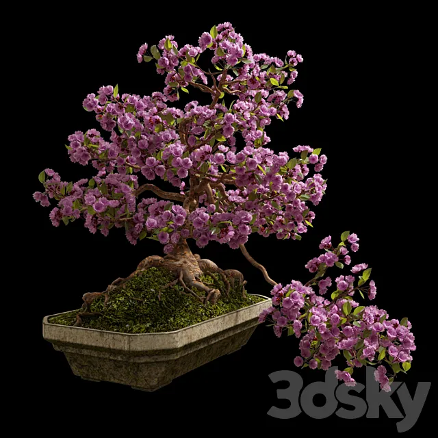 Bonsai Sakura 3DModel Bonsai Sakura 3DModel