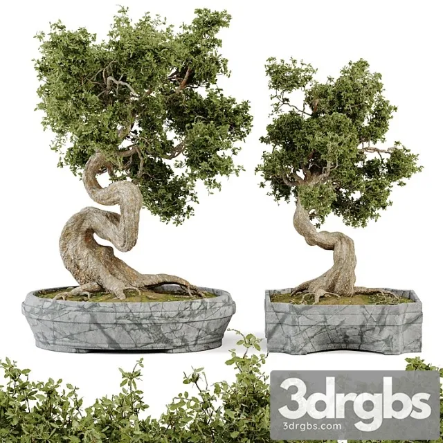 Bonsai Set Vol 01 3D Model Download