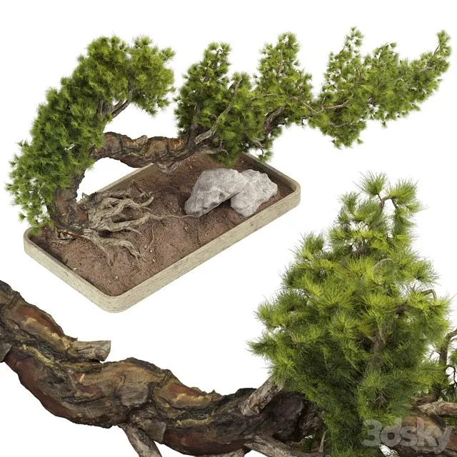 Bonsai Tree 229 3D Model