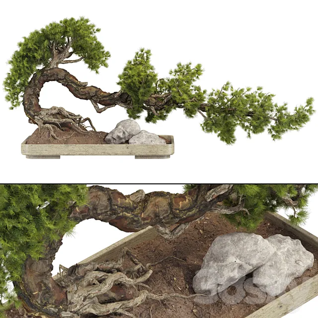 Bonsai Tree 229 3D Model Bonsai Tree 229 3D Model