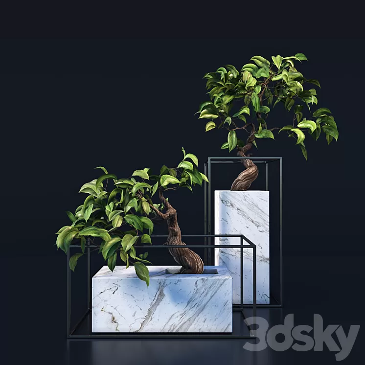 bonsai Tree 3D Model bonsai Tree 3D Model