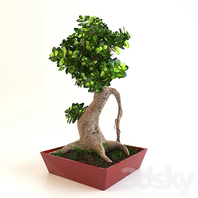 Bonsai Tree 3DModel Bonsai Tree 3DModel