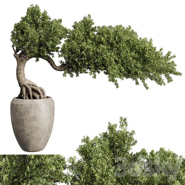 Bonsai Tree in an old concrete vase indoor plant 356 3DModel