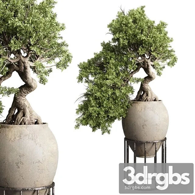 Bonsai Tree In An Old Earthenware Vase Indoor Plant 343 3D Model Download