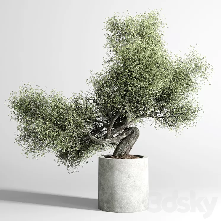 Bonsai Tree pots and shrubs 76 concrete dirt vase for plant outdoor 3D Model Free Download