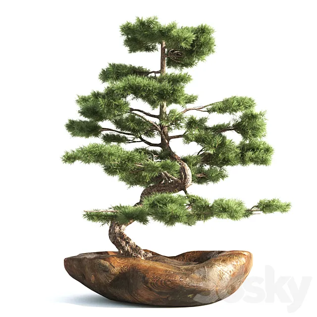 bonsai03 3DModel bonsai03 3DModel