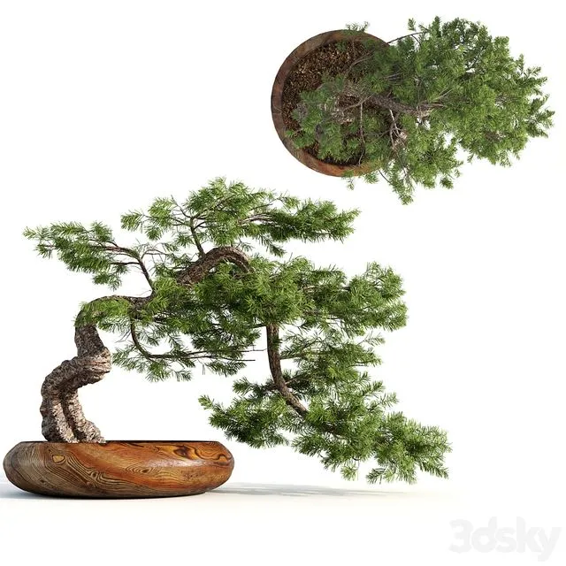 bonsai04 3D Model bonsai04 3D Model