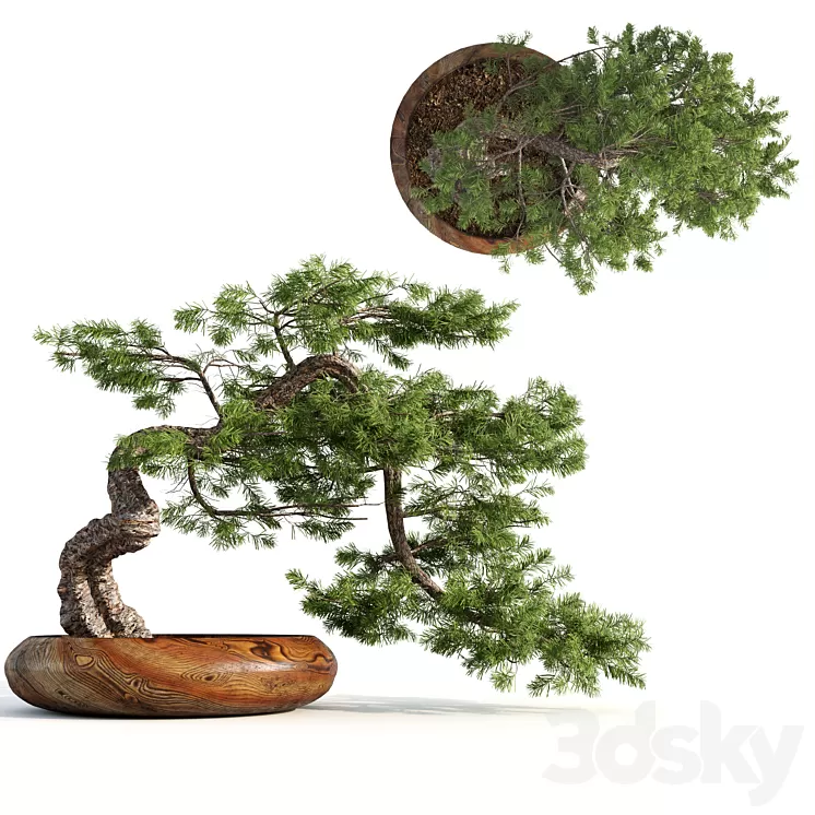 bonsai04 3D Model