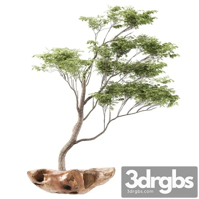 Bonsai5 3D Model Download