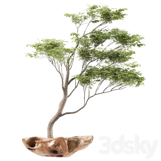 bonsai5 3D Model bonsai5 3D Model