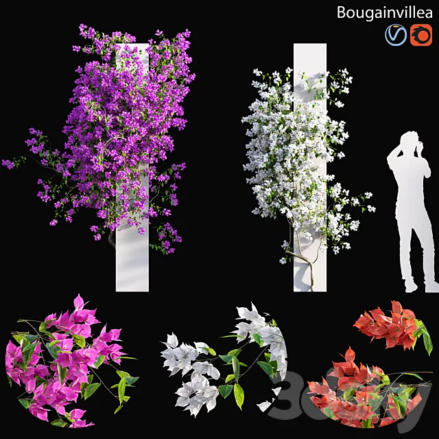 Bougainvillea – 01 3D Model