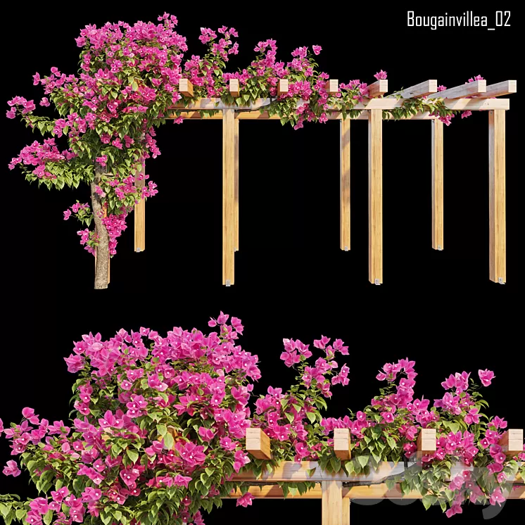 Bougainvillea 02 3D Model Free Download