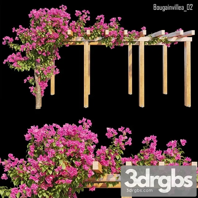 Bougainvillea 02 Bougainvillea 02