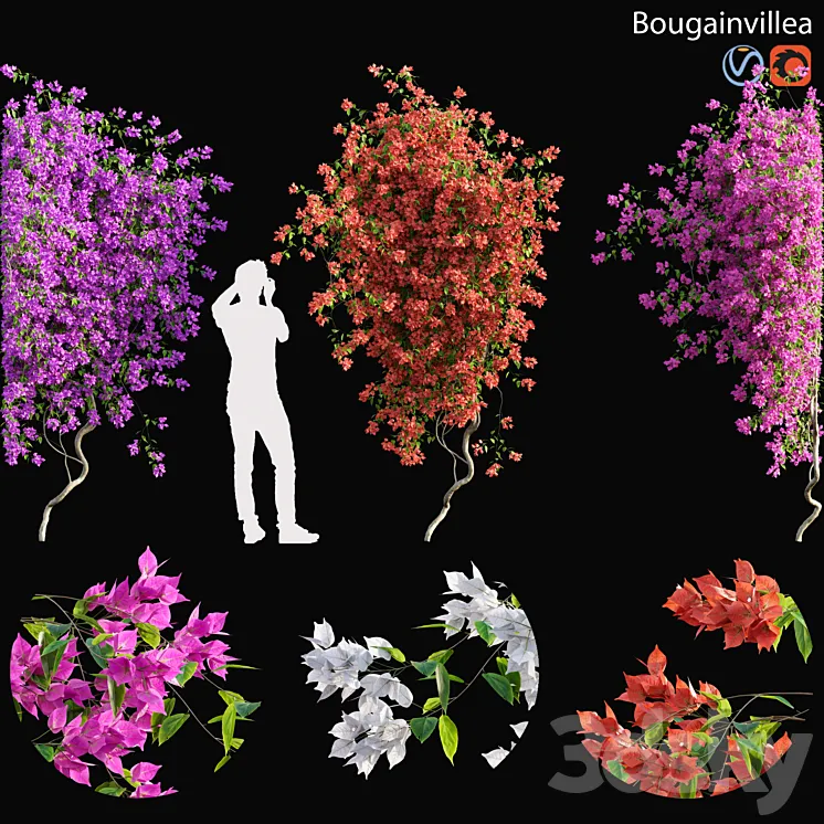 Bougainvillea – 03 3D Model Free Download