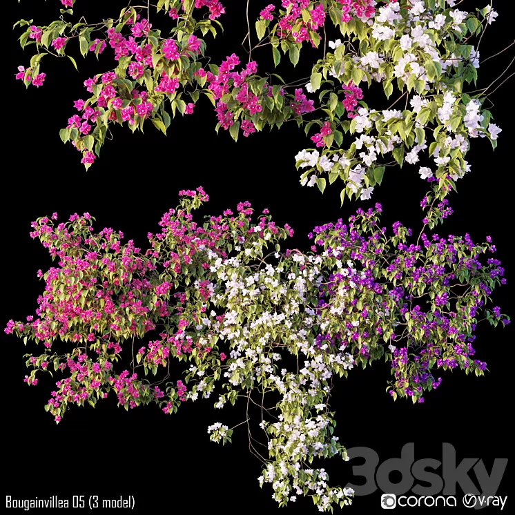 Bougainvillea 05 (3 model) 3D Model