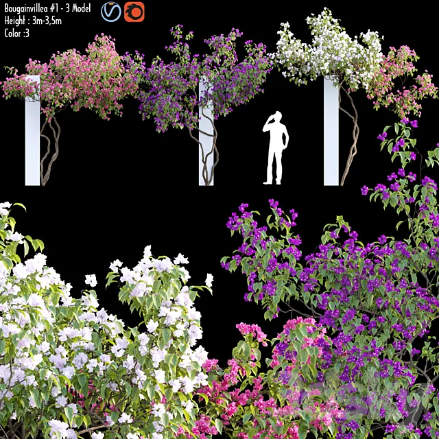 Bougainvillea 07 3D Model Bougainvillea 07 3D Model