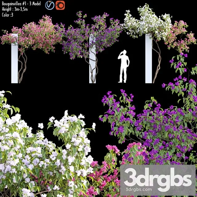 Bougainvillea 07 Bougainvillea 07