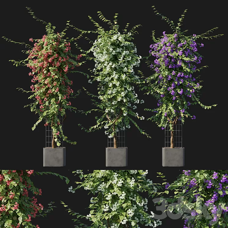 Bougainvillea 09 3D Model Free Download