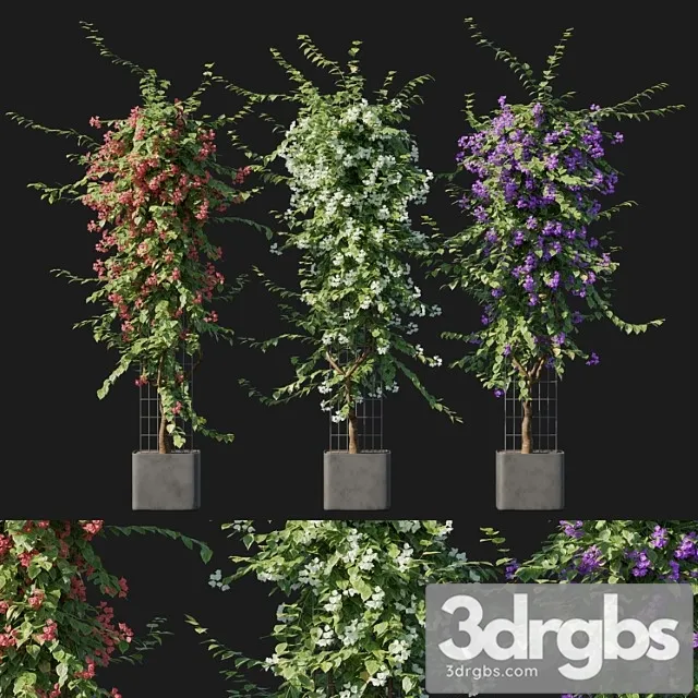 Bougainvillea 09 Bougainvillea 09