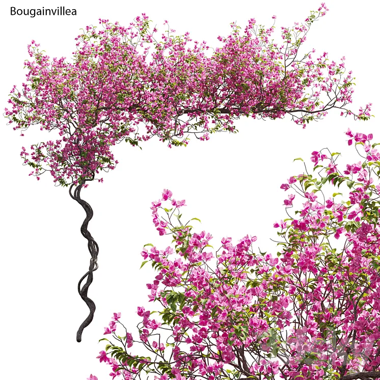 Bougainvillea 11 3D Model Free Download
