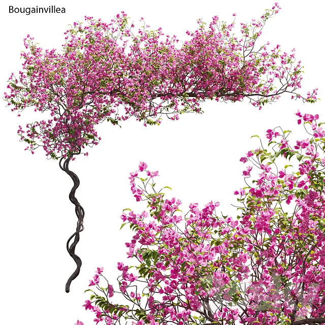 Bougainvillea 11 3D Model