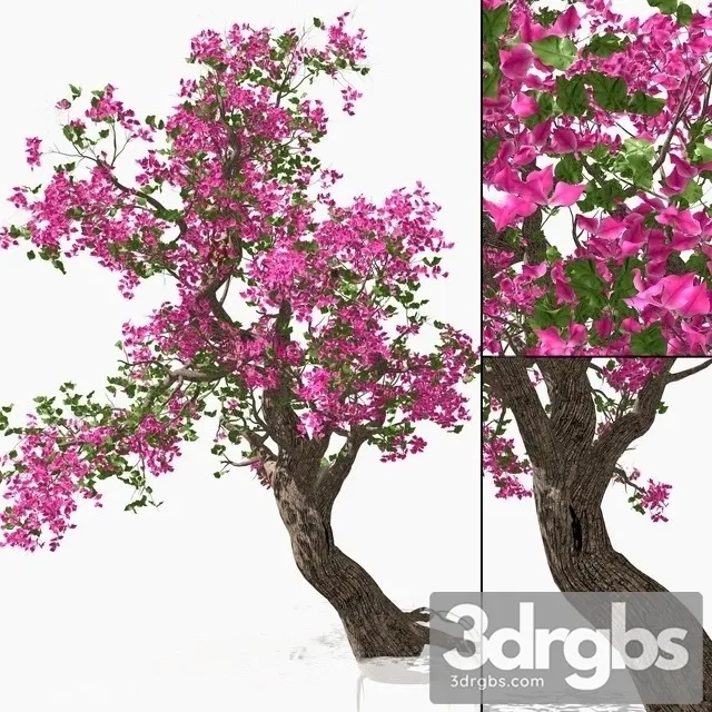 Bougainvillea 15 3D Model Download Bougainvillea 15 3D Model Download