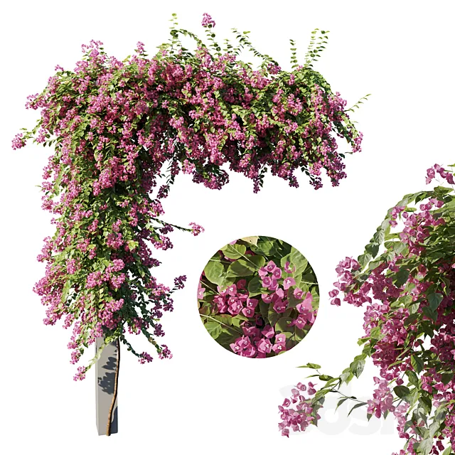Bougainvillea 3D Model Bougainvillea 3D Model