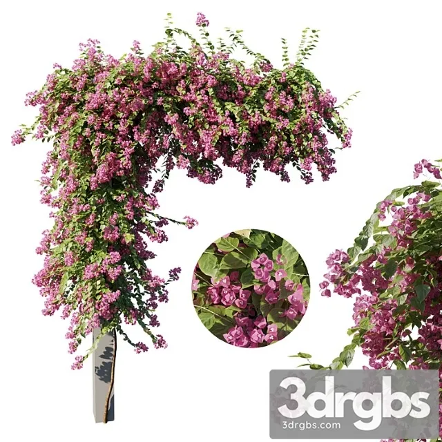 Bougainvillea 3D Model Download