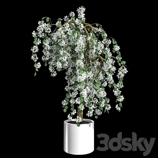 Bougainvillea 3D Model Bougainvillea 3D Model