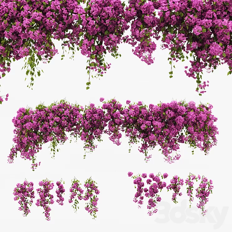 Bougainvillea climber 3D Model