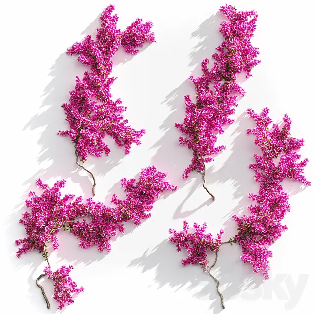 Bougainvillea for walls. 4 models 3D Model