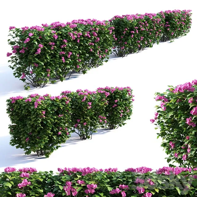 Bougainvillea Hedge 0 8 M Height 2 3D Model Download