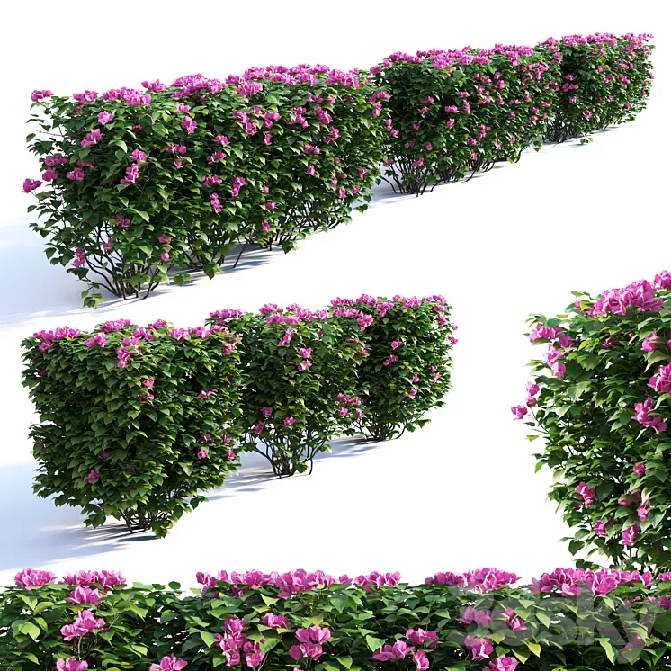 Bougainvillea Hedge 0.8 m Height 3D Model Bougainvillea Hedge 0.8 m Height 3D Model