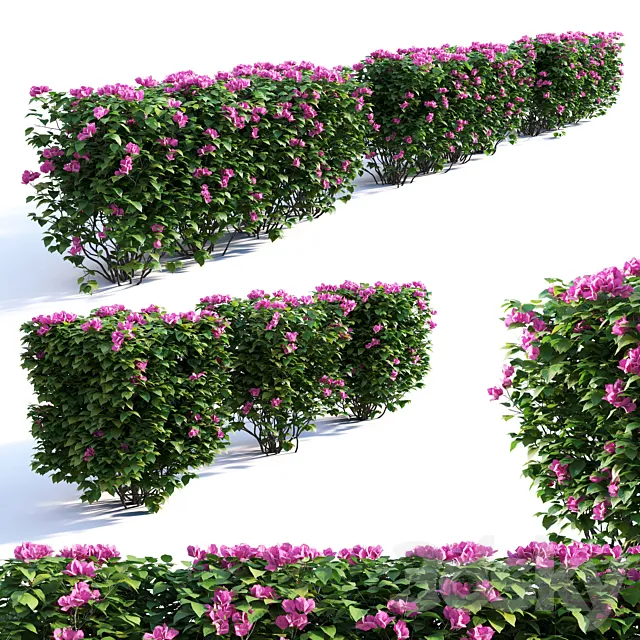 Bougainvillea Hedge 0.8 m Height 3DModel