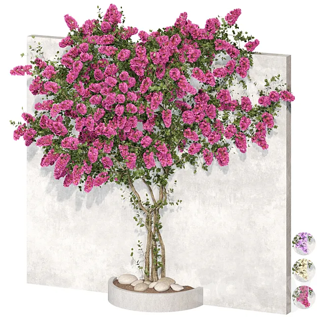 Bougainvillea plant 02 3D Model