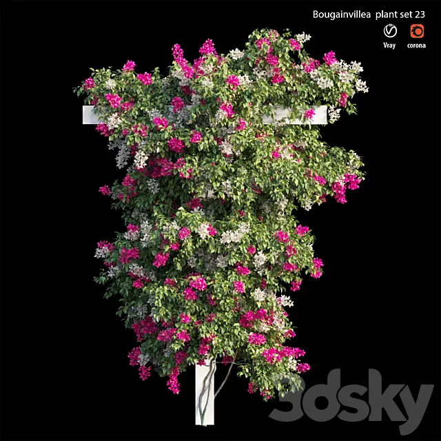 Bougainvillea plant set 23 3D Model Bougainvillea plant set 23 3D Model