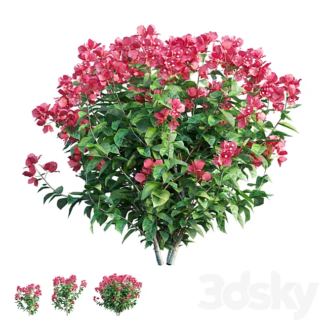Bougainvillea plant set 36 3D Model