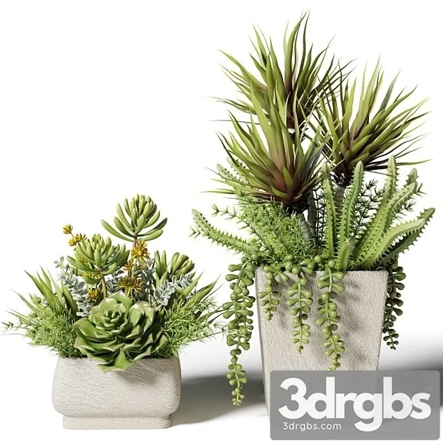 Bouquets of Succulents in Square Pots 3D Model Download Bouquets of Succulents in Square Pots 3D Model Download