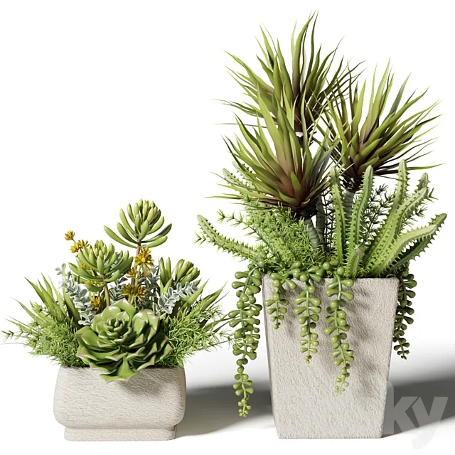 Bouquets of succulents in square pots 3DModel Bouquets of succulents in square pots 3DModel