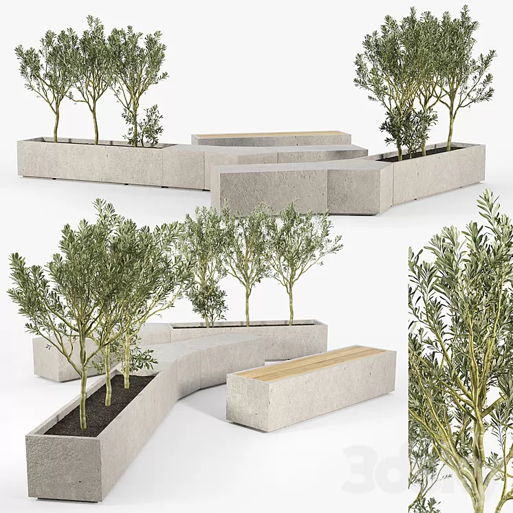 BOX PLANTER Olea europaea 02 3D Model