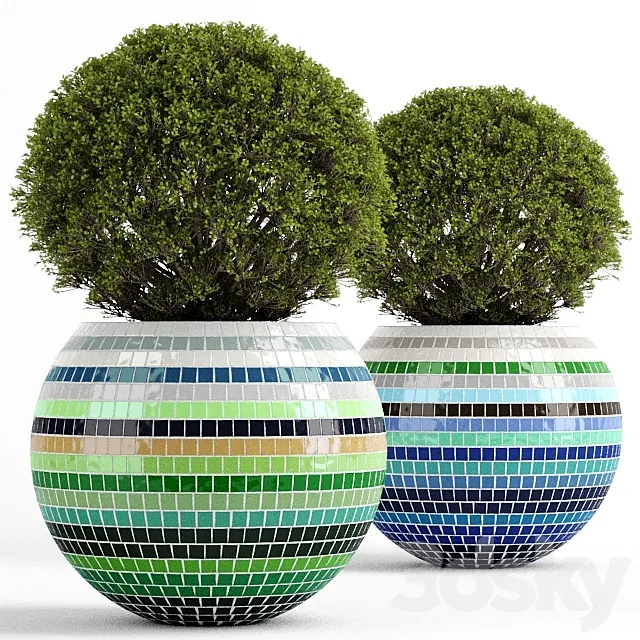 Box tree with Mosaic Pot 3D Model Box tree with Mosaic Pot 3D Model