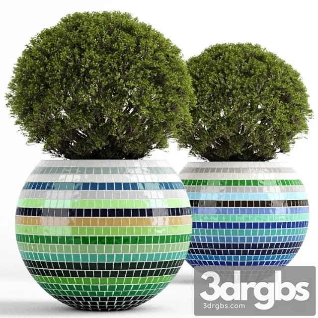 Box tree with mosaic pot Box tree with mosaic pot