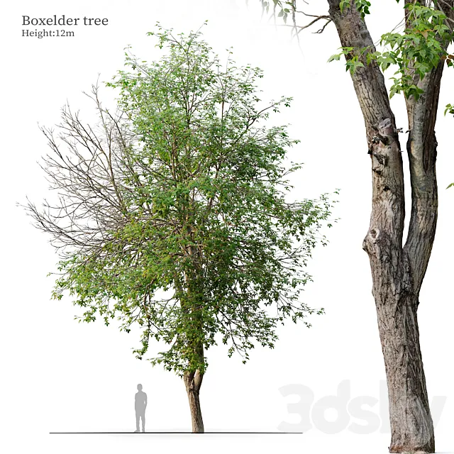 boxelder tree 3D Model